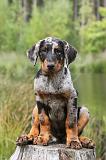 BEAUCERON - PUPPIES 093